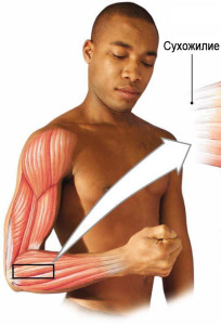 fascicle_myosatelit_sh_tendon