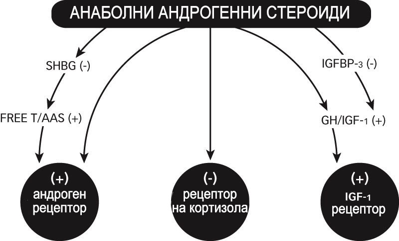 анаболни ефекти