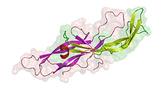 PHGHstructure