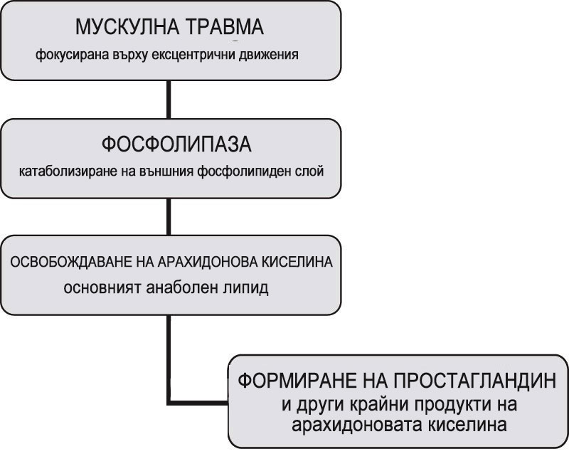 Арахидонова киселина, циклооксигеназа и образуване на простагландини
